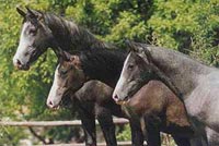 Krabat, Nicko und David