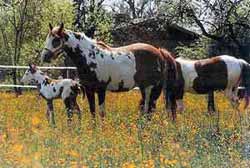 Clarissa mit ihrem Fohlen Emma