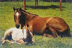 Carina mit ihrem Fohlen Carlos