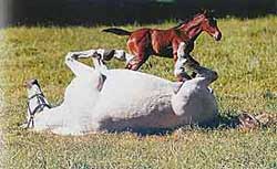 Snow mit ihrem Fohlen Sammy