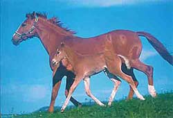 Milena mit ihrem Fohlen Meteor