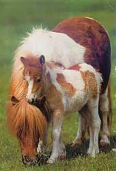 Wicki mit ihrem Fohlen Winnie