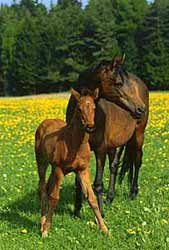 Star mit ihrem Fohlen Starlight