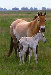 Larry mit ihrem Fohlen Lady Artist