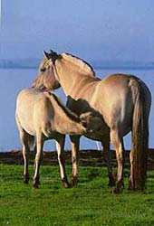 May mit ihrem Fohlen Mai-Linn