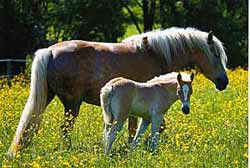 Jenny mit ihrem Fohlen Julia