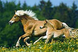 Chandy mit ihrem Fohlen Custom Made