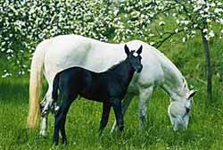 Arabella mit ihrem Fohlen Aiglonne 