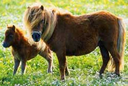 Lisa mit ihrem Fohlen Loretta