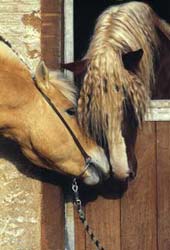 Meteor und Goldfever